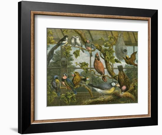 Tropical Birds-English School-Framed Giclee Print