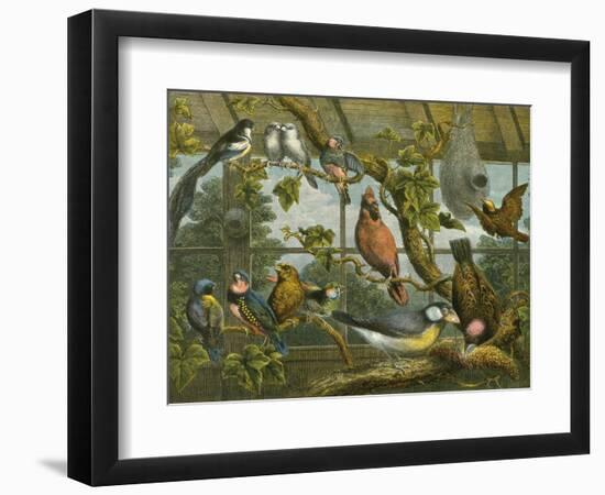 Tropical Birds-English School-Framed Giclee Print