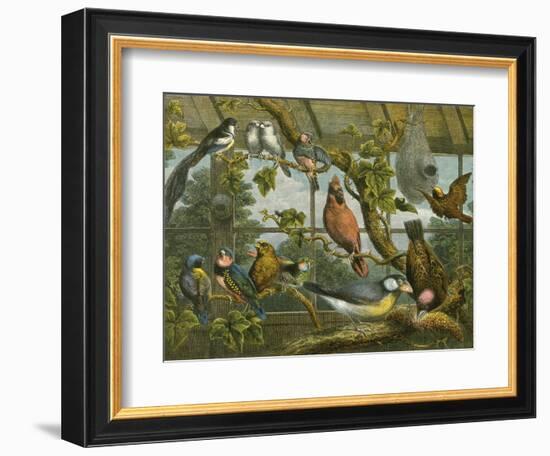 Tropical Birds-English School-Framed Giclee Print