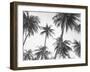Tropical Black and White-Sisi and Seb-Framed Art Print