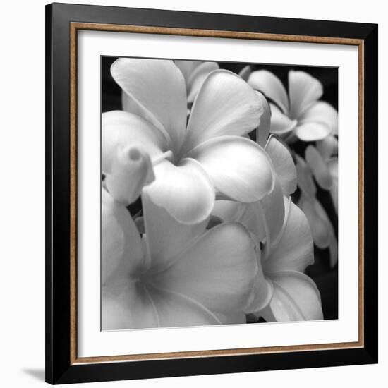 Tropical Bloom I-Tony Koukos-Framed Giclee Print