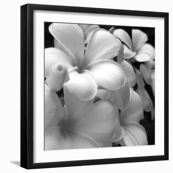 Tropical Bloom I-Tony Koukos-Framed Giclee Print