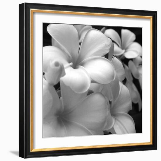 Tropical Bloom I-Tony Koukos-Framed Giclee Print