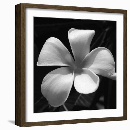 Tropical Bloom II-Tony Koukos-Framed Giclee Print