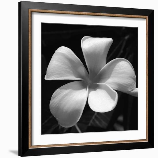 Tropical Bloom II-Tony Koukos-Framed Giclee Print