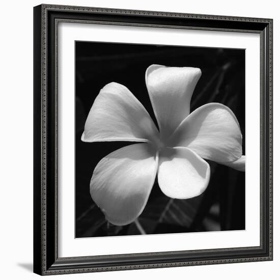 Tropical Bloom II-Tony Koukos-Framed Giclee Print