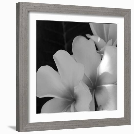 Tropical Bloom III-Tony Koukos-Framed Giclee Print