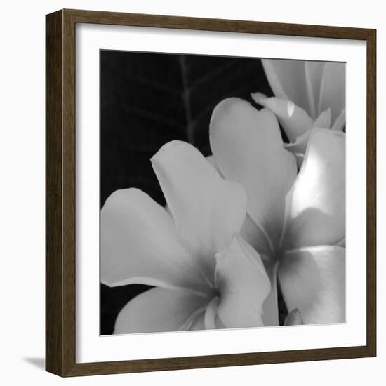 Tropical Bloom III-Tony Koukos-Framed Giclee Print