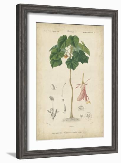 Tropical Botanique V-Vision Studio-Framed Art Print