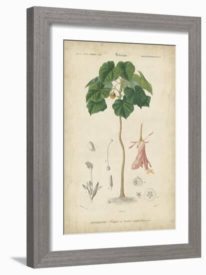 Tropical Botanique V-Vision Studio-Framed Art Print