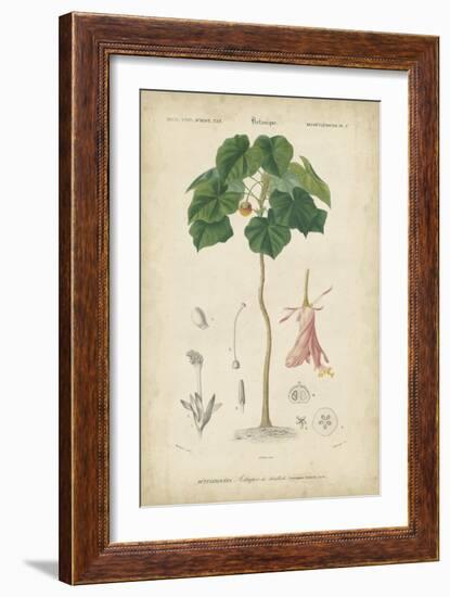 Tropical Botanique V-Vision Studio-Framed Art Print