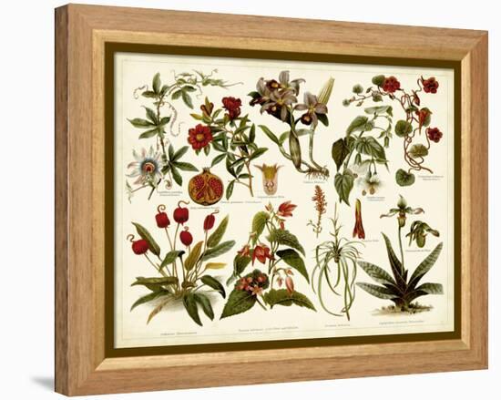 Tropical Botany Chart II-Meyers-Framed Stretched Canvas