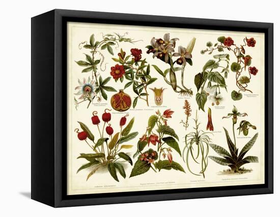 Tropical Botany Chart II-Meyers-Framed Stretched Canvas