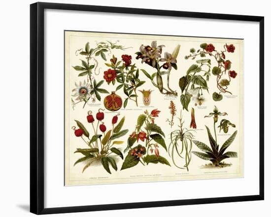 Tropical Botany Chart II-Meyers-Framed Art Print