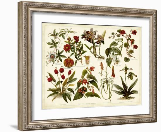 Tropical Botany Chart II-Meyers-Framed Art Print