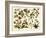 Tropical Botany Chart II-Meyers-Framed Art Print