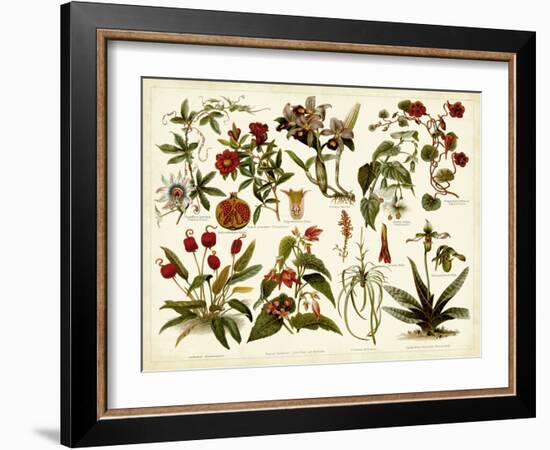 Tropical Botany Chart II-Meyers-Framed Art Print