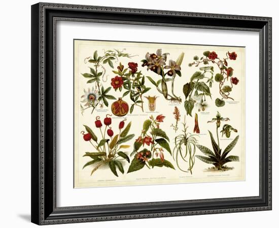 Tropical Botany Chart II-Meyers-Framed Art Print