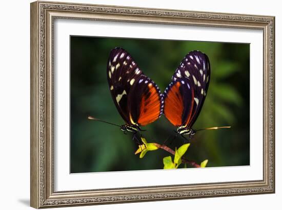 Tropical Butterflies Dido Longwing on the Leaf. Macro Photography of Wildlife.-Veronja-Framed Photographic Print