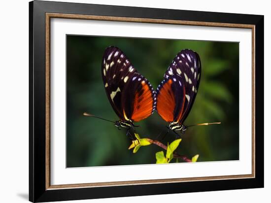 Tropical Butterflies Dido Longwing on the Leaf. Macro Photography of Wildlife.-Veronja-Framed Photographic Print