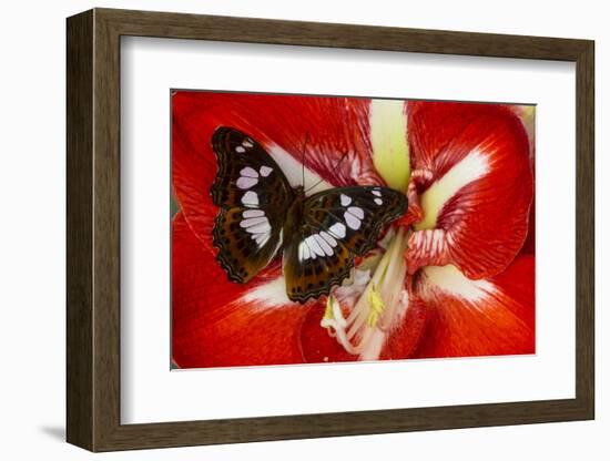 Tropical Butterfly, Moduza Mata Amida-Darrell Gulin-Framed Photographic Print