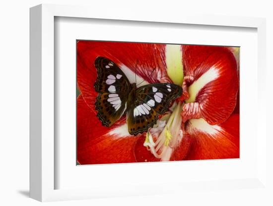 Tropical Butterfly, Moduza Mata Amida-Darrell Gulin-Framed Photographic Print