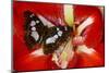 Tropical Butterfly, Moduza Mata Amida-Darrell Gulin-Mounted Photographic Print