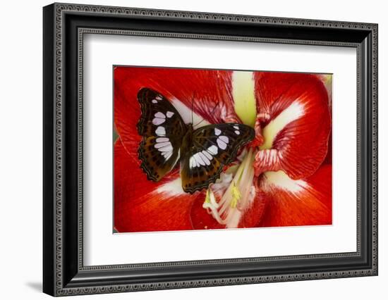 Tropical Butterfly, Moduza Mata Amida-Darrell Gulin-Framed Photographic Print