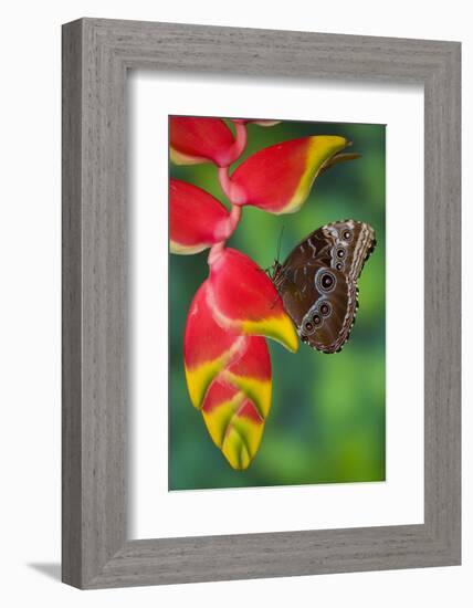 Tropical Butterfly the Blue Morpho hanging on Heliconia tropical plant-Darrell Gulin-Framed Photographic Print