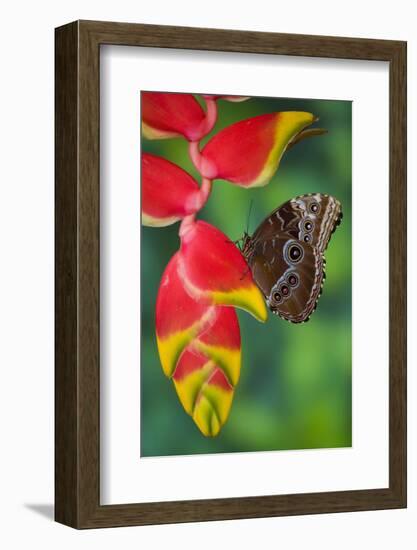 Tropical Butterfly the Blue Morpho hanging on Heliconia tropical plant-Darrell Gulin-Framed Photographic Print