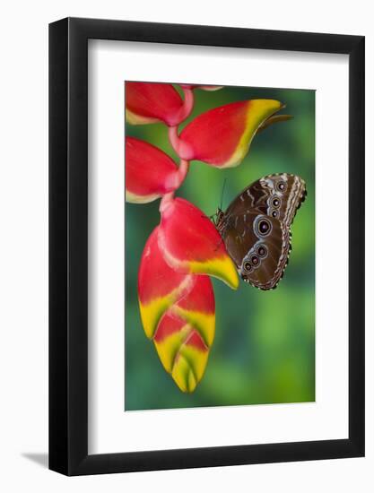 Tropical Butterfly the Blue Morpho hanging on Heliconia tropical plant-Darrell Gulin-Framed Photographic Print