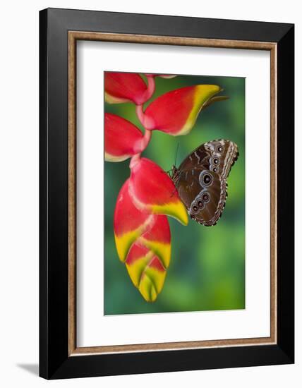 Tropical Butterfly the Blue Morpho hanging on Heliconia tropical plant-Darrell Gulin-Framed Photographic Print