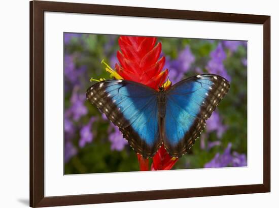 Tropical Butterfly the Blue Morpho, Morpho granadensis on ginger flower-Darrell Gulin-Framed Premium Photographic Print