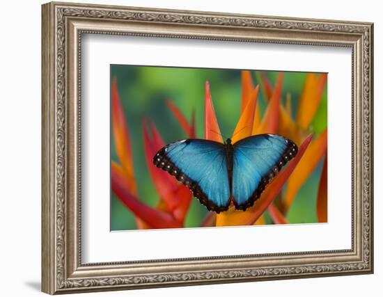 Tropical Butterfly the Blue Morpho on orange Heliconia Flowers-Darrell Gulin-Framed Photographic Print