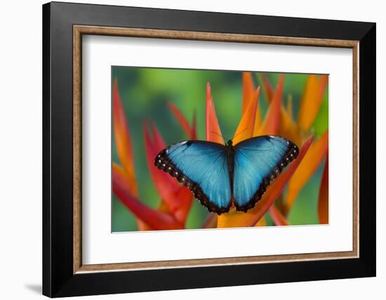 Tropical Butterfly the Blue Morpho on orange Heliconia Flowers-Darrell Gulin-Framed Photographic Print