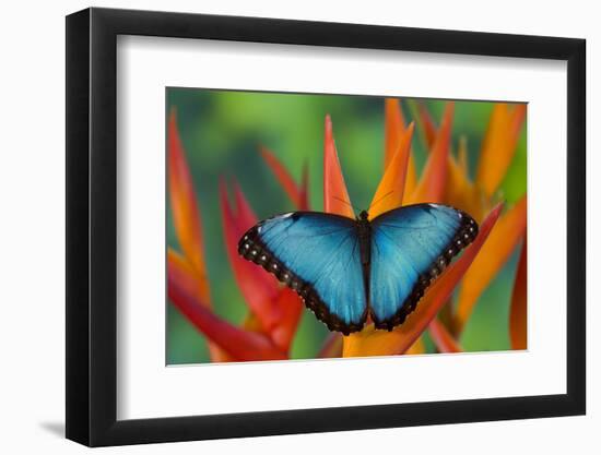 Tropical Butterfly the Blue Morpho on orange Heliconia Flowers-Darrell Gulin-Framed Photographic Print