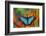 Tropical Butterfly the Blue Morpho on orange Heliconia Flowers-Darrell Gulin-Framed Photographic Print