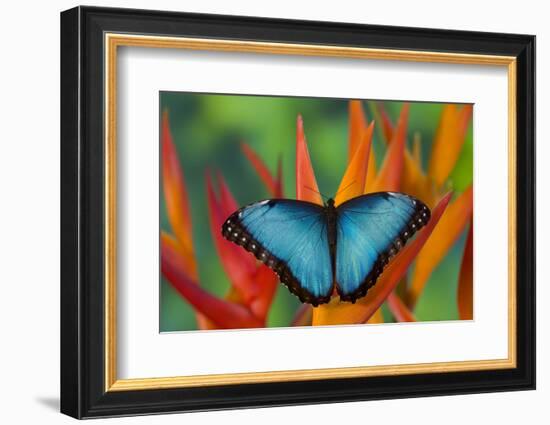 Tropical Butterfly the Blue Morpho on orange Heliconia Flowers-Darrell Gulin-Framed Photographic Print