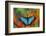 Tropical Butterfly the Blue Morpho on orange Heliconia Flowers-Darrell Gulin-Framed Photographic Print