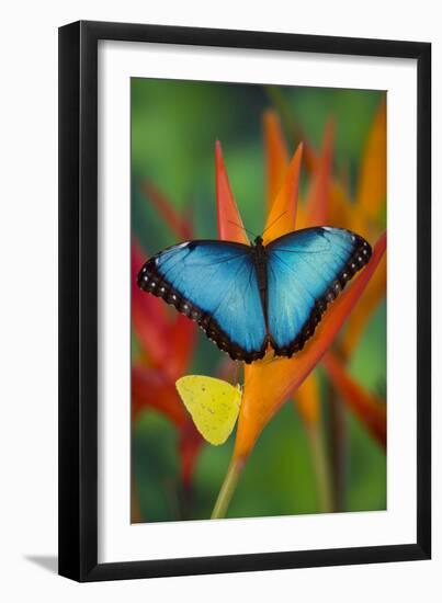 Tropical Butterfly the Blue Morpho on orange Heliconia Flowers-Darrell Gulin-Framed Photographic Print