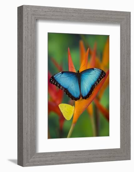 Tropical Butterfly the Blue Morpho on orange Heliconia Flowers-Darrell Gulin-Framed Photographic Print