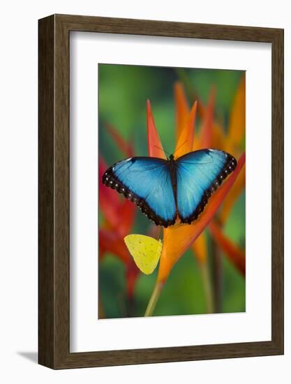 Tropical Butterfly the Blue Morpho on orange Heliconia Flowers-Darrell Gulin-Framed Photographic Print