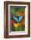 Tropical Butterfly the Blue Morpho on orange Heliconia Flowers-Darrell Gulin-Framed Photographic Print