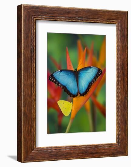 Tropical Butterfly the Blue Morpho on orange Heliconia Flowers-Darrell Gulin-Framed Photographic Print