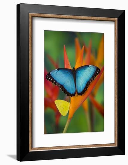 Tropical Butterfly the Blue Morpho on orange Heliconia Flowers-Darrell Gulin-Framed Photographic Print