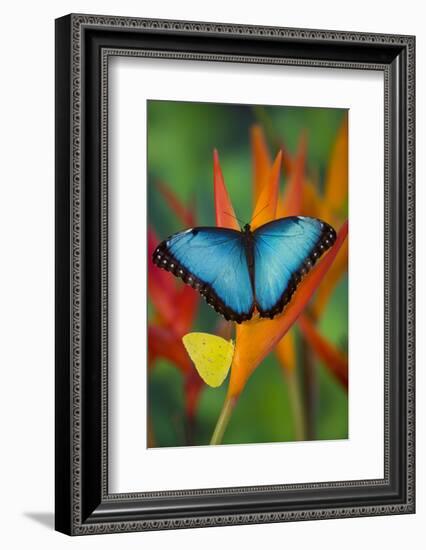 Tropical Butterfly the Blue Morpho on orange Heliconia Flowers-Darrell Gulin-Framed Photographic Print