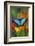 Tropical Butterfly the Blue Morpho on orange Heliconia Flowers-Darrell Gulin-Framed Photographic Print