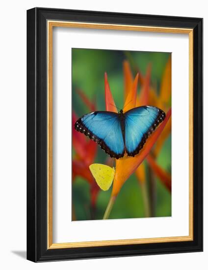Tropical Butterfly the Blue Morpho on orange Heliconia Flowers-Darrell Gulin-Framed Photographic Print
