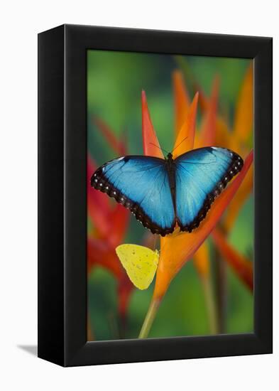 Tropical Butterfly the Blue Morpho on orange Heliconia Flowers-Darrell Gulin-Framed Premier Image Canvas