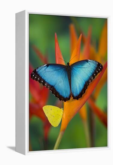 Tropical Butterfly the Blue Morpho on orange Heliconia Flowers-Darrell Gulin-Framed Premier Image Canvas
